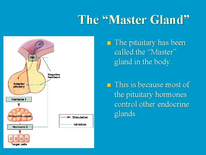 The “Master Gland” n The pituitary has been called the “Master” gland in the