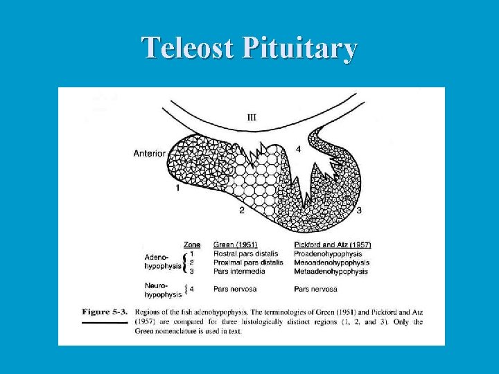Teleost Pituitary 