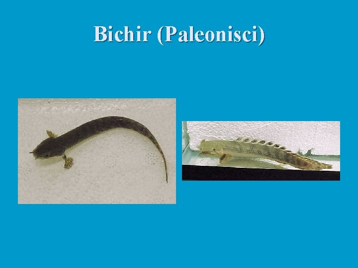 Bichir (Paleonisci) 