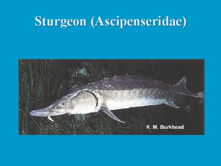 Sturgeon (Ascipenseridae) 