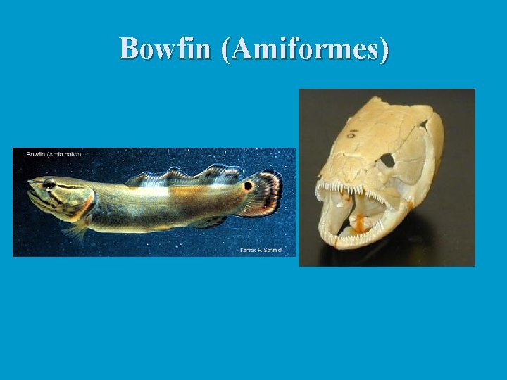 Bowfin (Amiformes) 