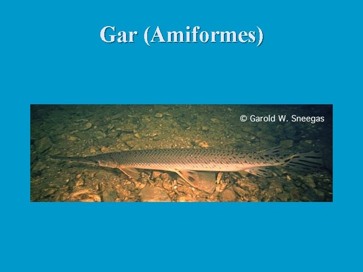 Gar (Amiformes) 