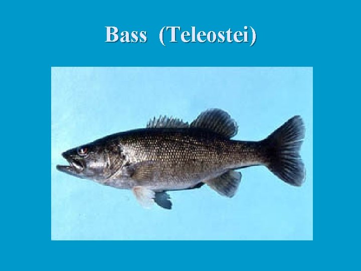 Bass (Teleostei) 