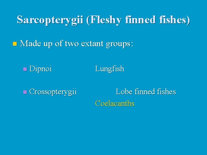 Sarcopterygii (Fleshy finned fishes) n Made up of two extant groups: n Dipnoi Lungfish