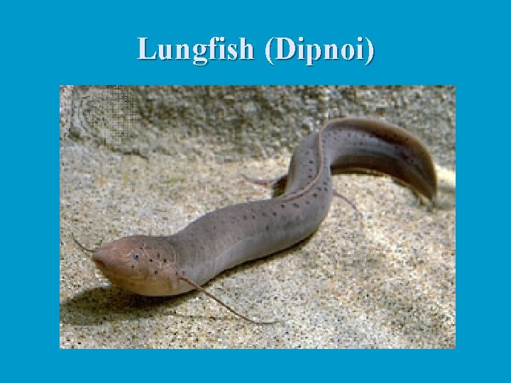 Lungfish (Dipnoi) 