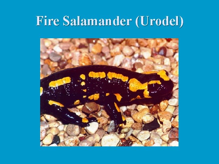 Fire Salamander (Urodel) 