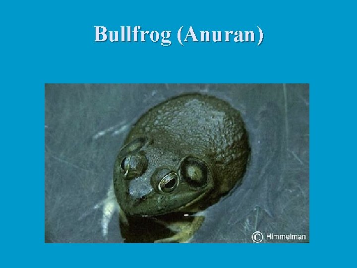 Bullfrog (Anuran) 