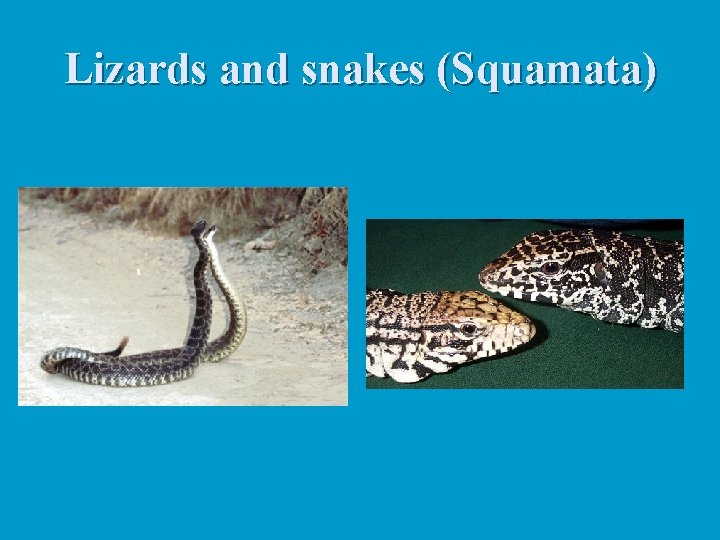 Lizards and snakes (Squamata) 