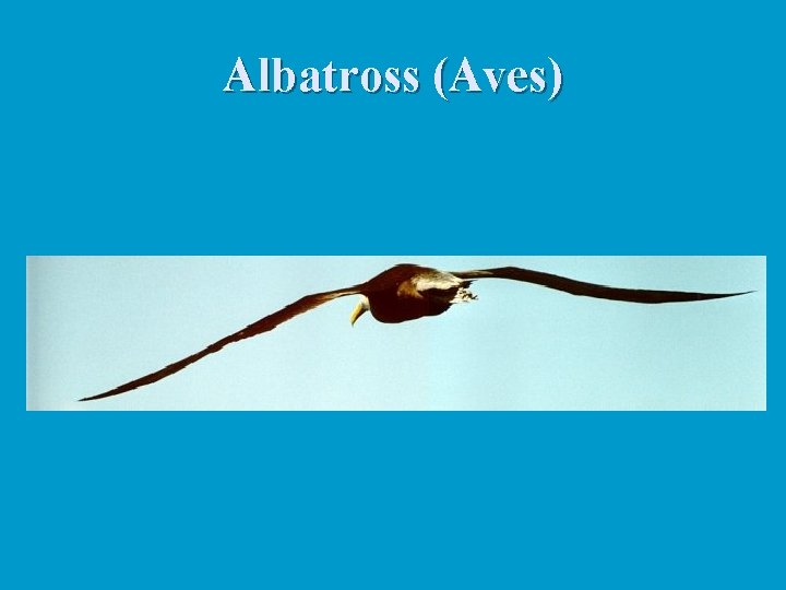 Albatross (Aves) 