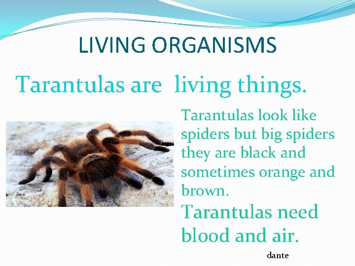 LIVING ORGANISMS Tarantulas are living things. Tarantulas look like spiders but big spiders they