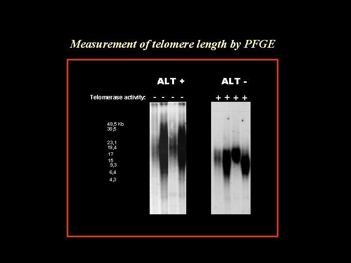 Measurement of telomere length by PFGE Telomerase activity: 48, 5 Kb 38, 5 23,