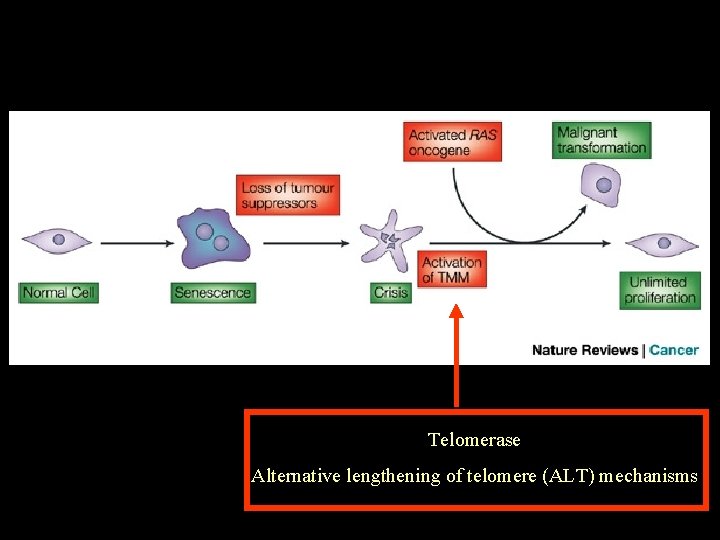 Telomerase Alternative lengthening of telomere (ALT) mechanisms 