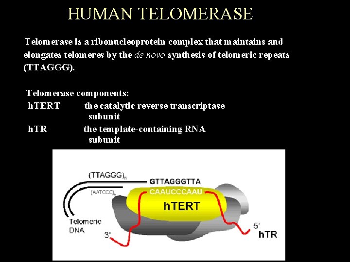 HUMAN TELOMERASE Telomerase is a ribonucleoprotein complex that maintains and elongates telomeres by the