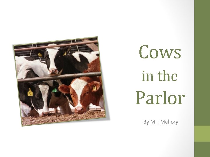 Cows in the Parlor By Mr. Mallory 