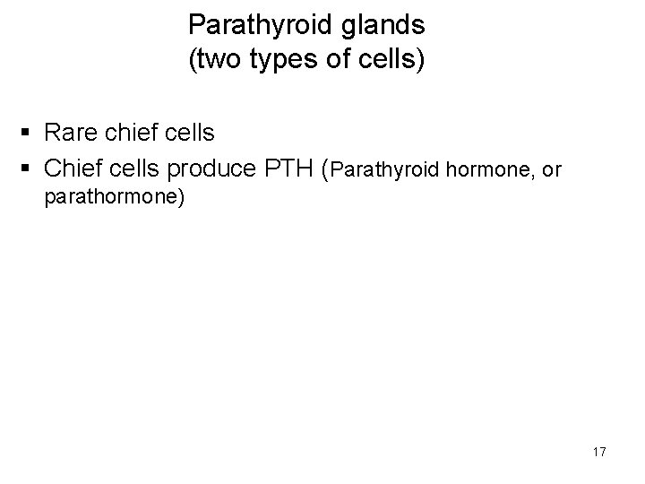Parathyroid glands (two types of cells) § Rare chief cells § Chief cells produce
