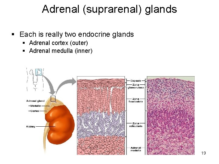 Adrenal (suprarenal) glands § Each is really two endocrine glands § Adrenal cortex (outer)