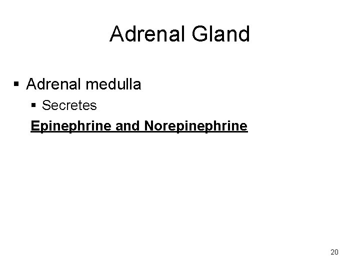 Adrenal Gland § Adrenal medulla § Secretes Epinephrine and Norepinephrine 20 