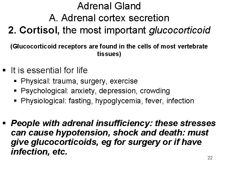 Adrenal Gland A. Adrenal cortex secretion 2. Cortisol, the most important glucocorticoid (Glucocorticoid receptors