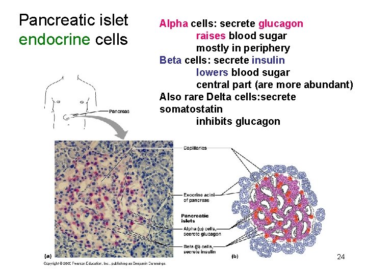 Pancreatic islet endocrine cells Alpha cells: secrete glucagon raises blood sugar mostly in periphery