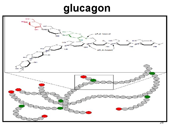 glucagon 26 