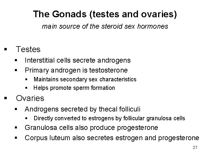 The Gonads (testes and ovaries) main source of the steroid sex hormones § Testes