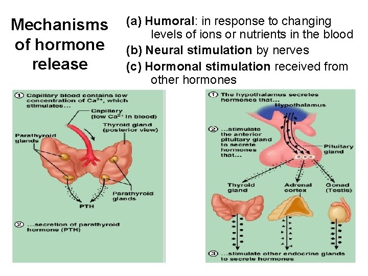 Mechanisms of hormone release (a) Humoral: in response to changing levels of ions or