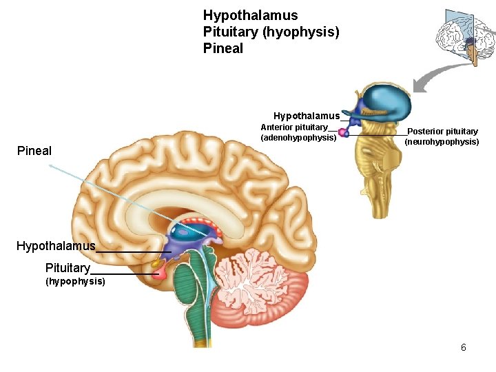 Hypothalamus Pituitary (hyophysis) Pineal Hypothalamus__ Anterior pituitary__ (adenohypophysis) Pineal _______Posterior pituitary (neurohypophysis) Hypothalamus______ Pituitary_____