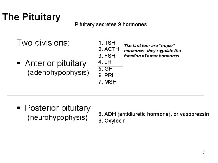 The Pituitary secretes 9 hormones Two divisions: § Anterior pituitary (adenohypophysis) 1. TSH The