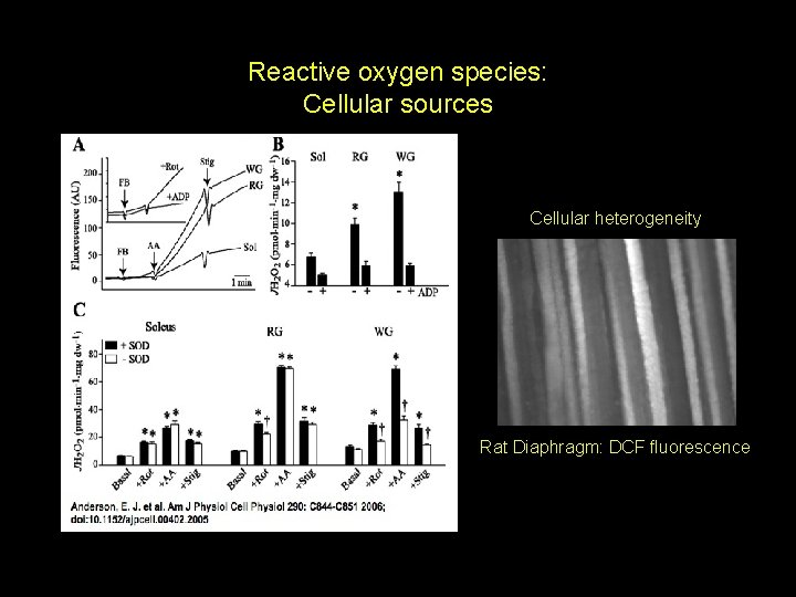 Reactive oxygen species: Cellular sources Cellular heterogeneity Rat Diaphragm: DCF fluorescence 