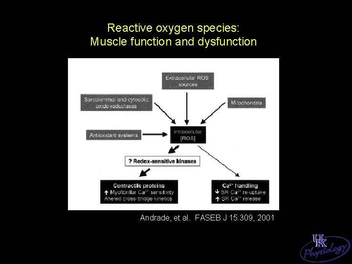 Reactive oxygen species: Muscle function and dysfunction Andrade, et al. FASEB J 15: 309,