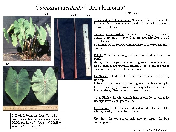 Colocasia esculenta ‘`Ula`ula moano’ 3685 Lisa Raymond 3687 (Ieie, Iaia) Origin and derivation of