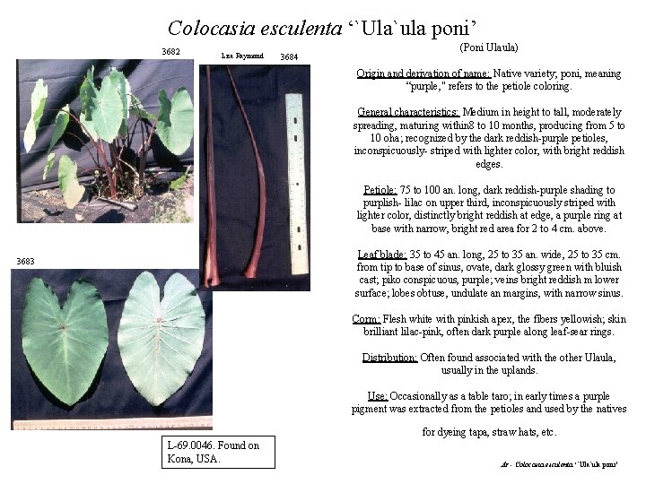 Colocasia esculenta ‘`Ula`ula poni’ 3682 Lisa Raymond 3684 (Poni Ulaula) Origin and derivation of