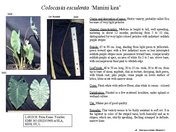 Colocasia esculenta ‘Manini kea’ 3694 Lisa Raymond 3696 Origin and derivation of name: Native