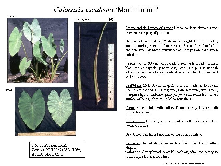 Colocasia esculenta ‘Manini uliuli’ 3691 Lisa Raymond 3693 Origin and derivation of name: Native