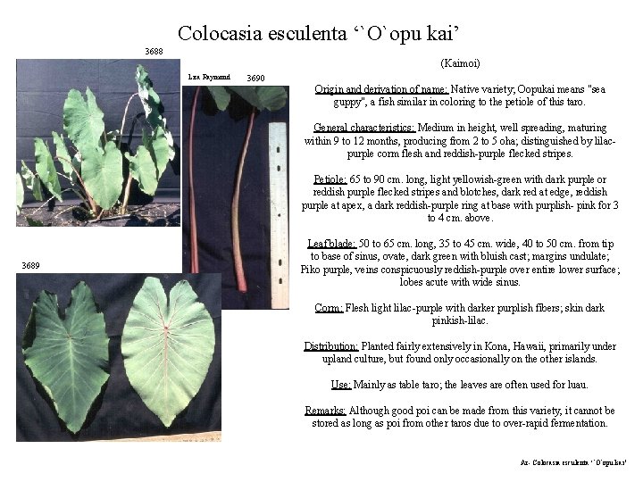 Colocasia esculenta ‘`O`opu kai’ 3688 (Kaimoi) Lisa Raymond 3690 Origin and derivation of name: