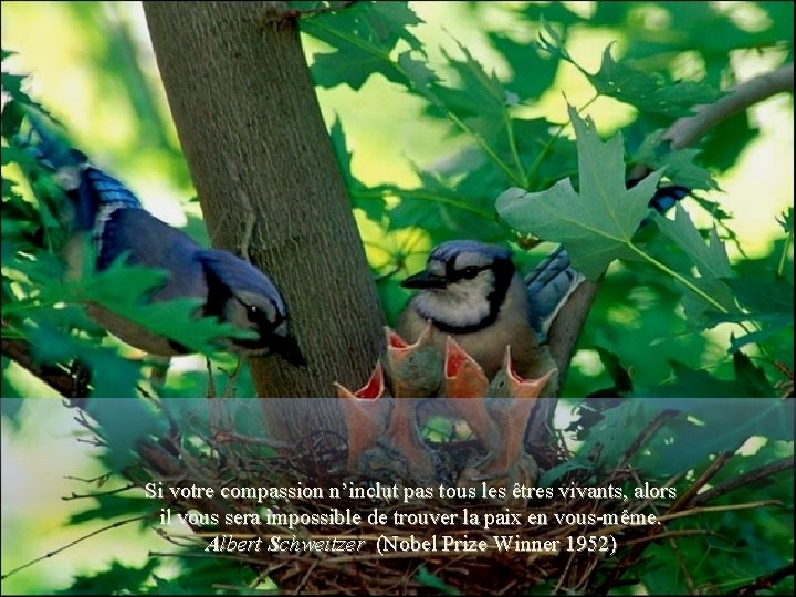 Si votre compassion n’inclut pas tous les êtres vivants, alors il vous sera impossible
