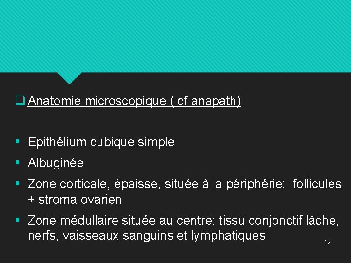 q Anatomie microscopique ( cf anapath) § Epithélium cubique simple § Albuginée § Zone