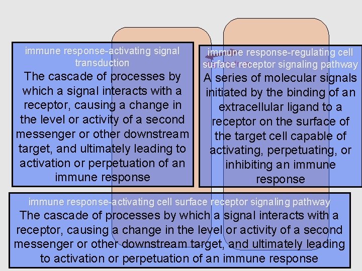 immune response-activating signal transduction The cascade of processes by which a signal interacts with