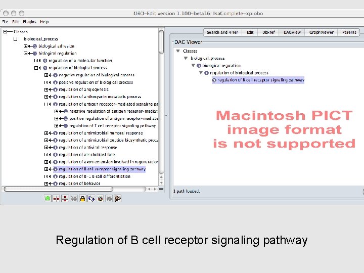 Regulation of B cell receptor signaling pathway 