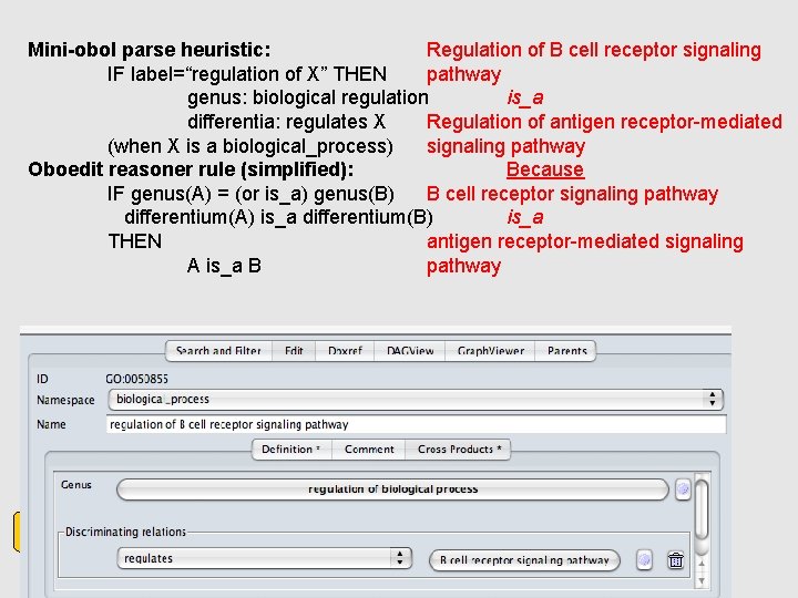 Mini-obol parse heuristic: Regulation of B cell receptor signaling IF label=“regulation of X” THEN