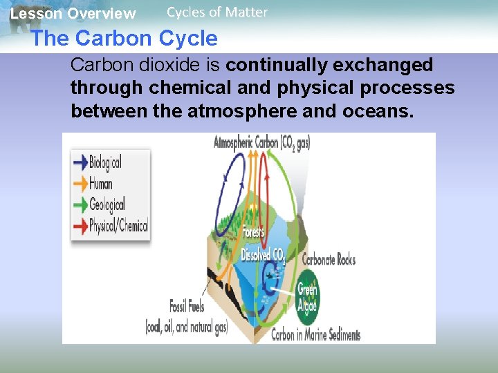 Lesson Overview Cycles of Matter The Carbon Cycle Carbon dioxide is continually exchanged through