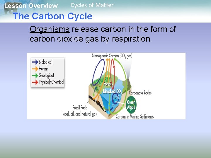 Lesson Overview Cycles of Matter The Carbon Cycle Organisms release carbon in the form