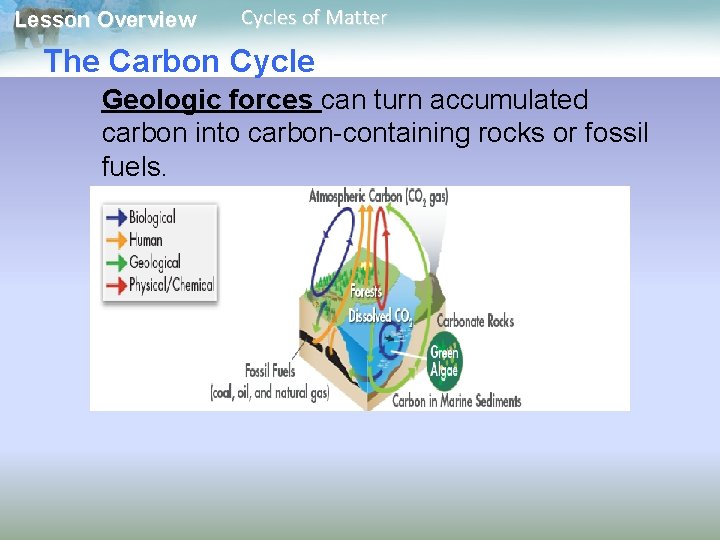 Lesson Overview Cycles of Matter The Carbon Cycle Geologic forces can turn accumulated carbon