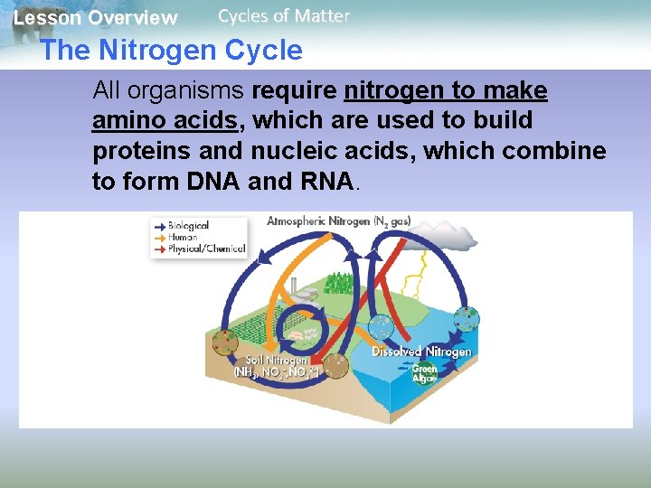 Lesson Overview Cycles of Matter The Nitrogen Cycle All organisms require nitrogen to make