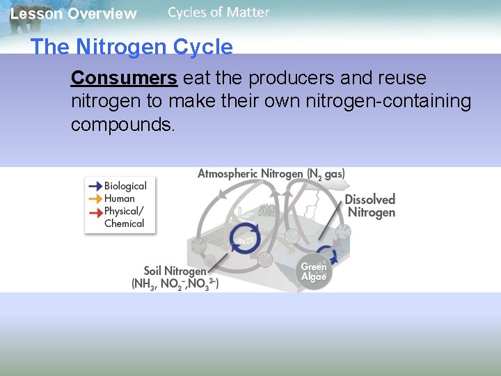 Lesson Overview Cycles of Matter The Nitrogen Cycle Consumers eat the producers and reuse