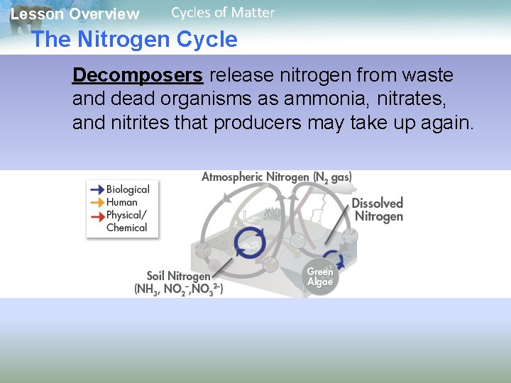 Lesson Overview Cycles of Matter The Nitrogen Cycle Decomposers release nitrogen from waste and