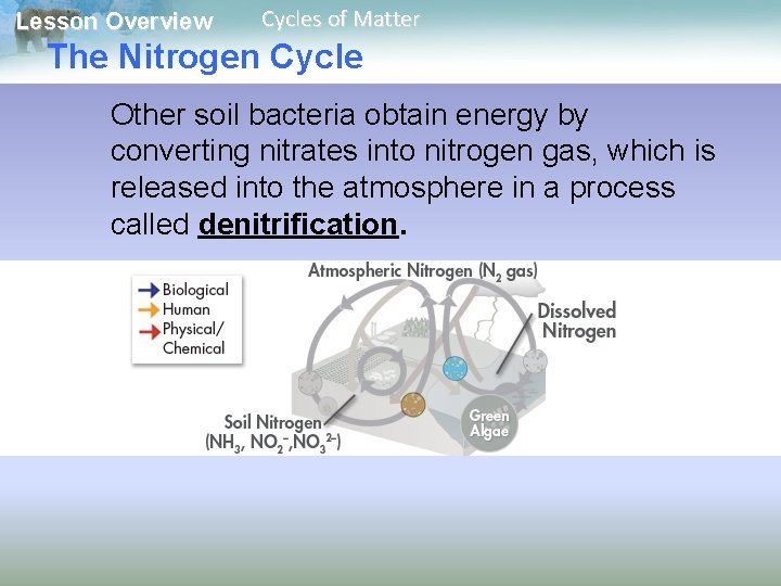 Lesson Overview Cycles of Matter The Nitrogen Cycle Other soil bacteria obtain energy by