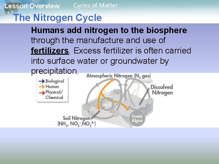 Lesson Overview Cycles of Matter The Nitrogen Cycle Humans add nitrogen to the biosphere