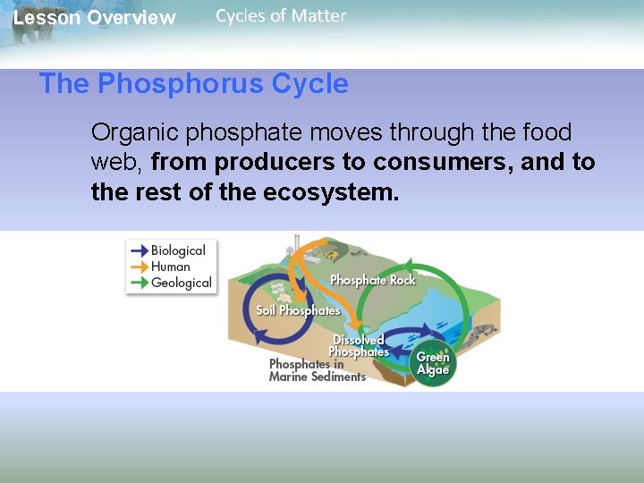 Lesson Overview Cycles of Matter The Phosphorus Cycle Organic phosphate moves through the food