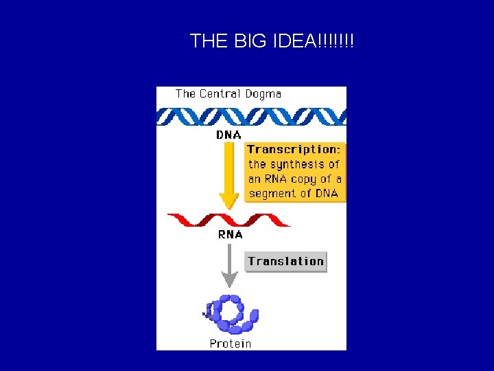 THE BIG IDEA!!!!!!! 